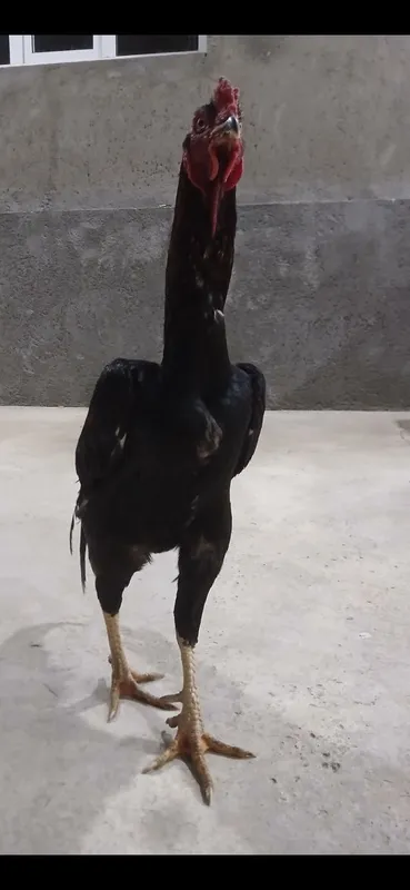 Kulangi: Dakan xoʻroz 4 Kulangi: Dakan xoʻroz 4