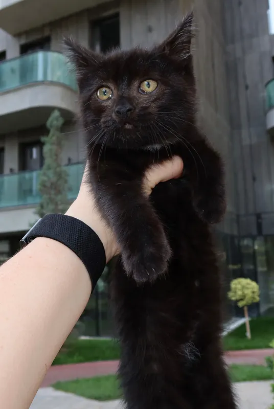 В добрые руки котенок-девочка — фото 5