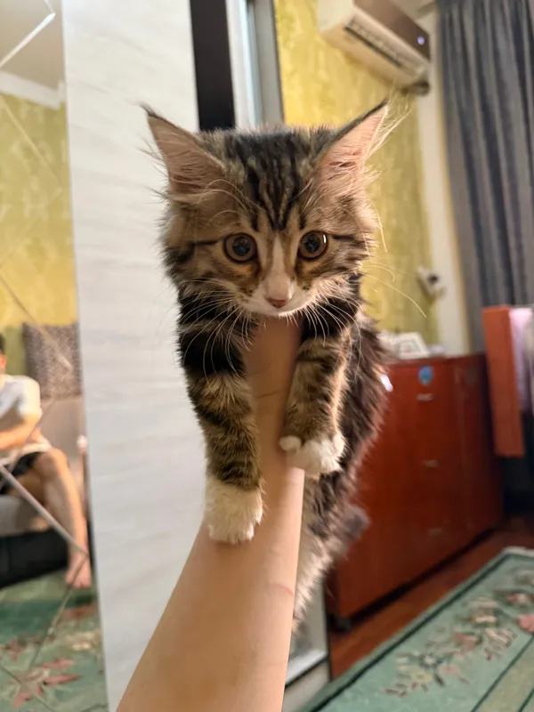 котёнок двух месячный 1 котёнок двух месячный 1