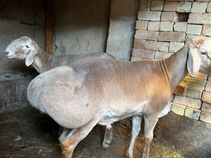 Qo’ylar Sotiladi: 3 ta sog‘lom Arashan qo‘y — фото 5