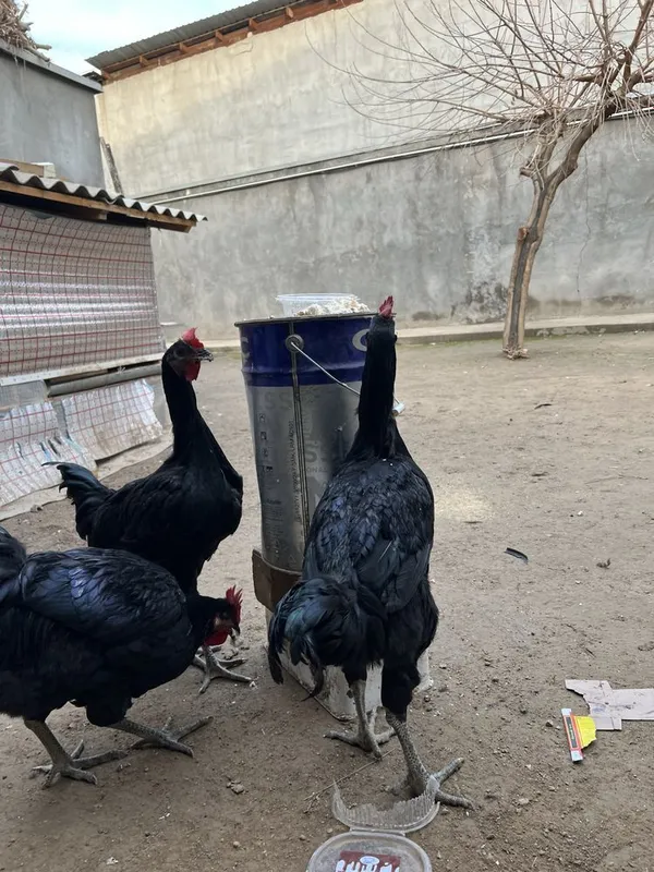Gigant Qora shaxzoda tuxumlariga zakaz olamiZ 3 Gigant Qora shaxzoda tuxumlariga zakaz olamiZ 3