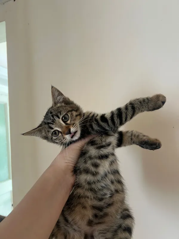 Котята ищут свой дом 1 Котята ищут свой дом 1