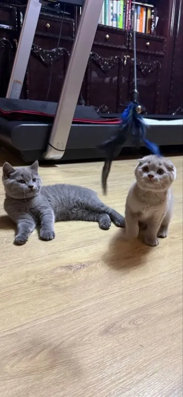 Продаются котята британацы фолд и страйт 2