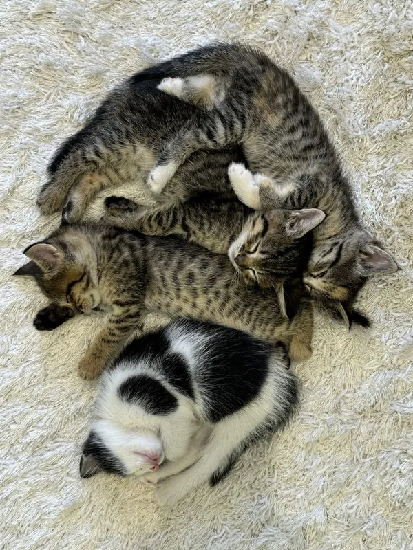 Отдам в хорошие ручки котят/4 кошки — фото 6