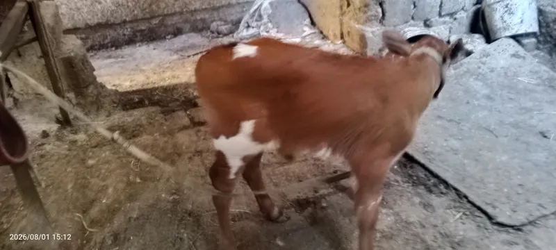 Ona bola sigir sotiladi 8