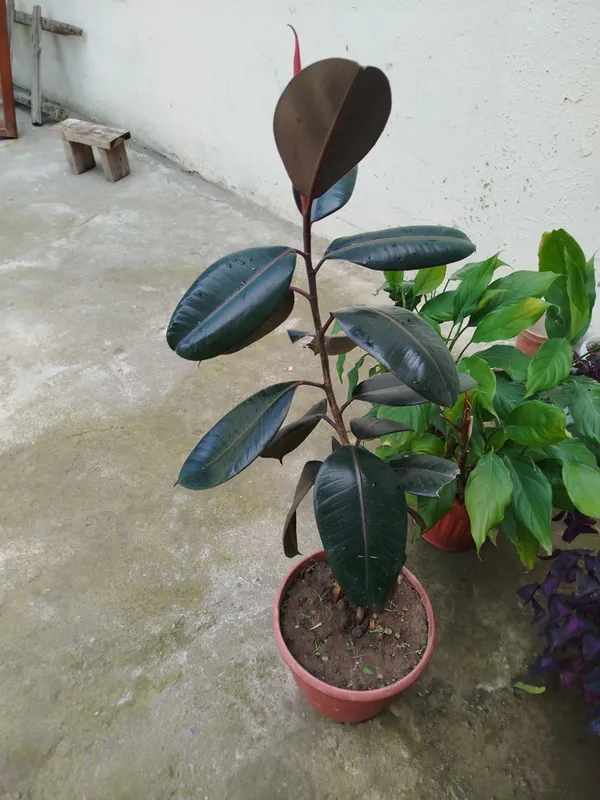 Fikus (rezina daraxti) sotiladi