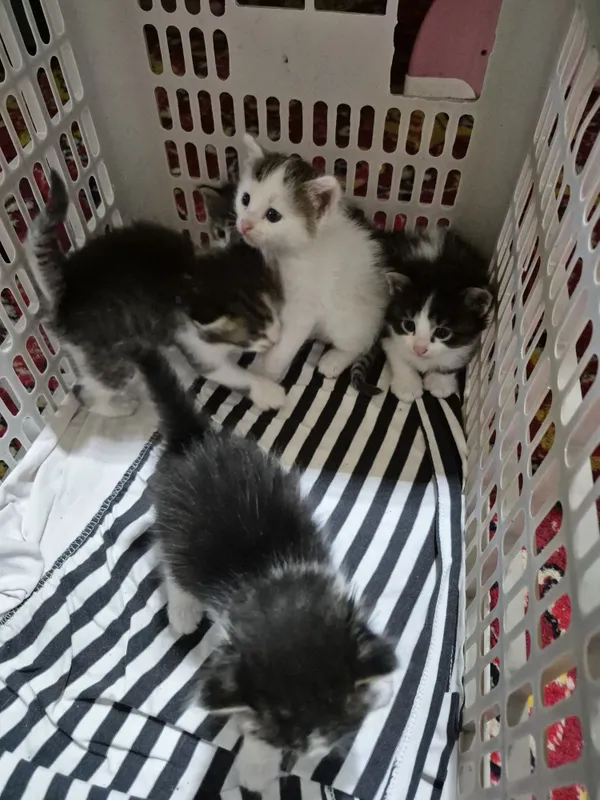 Котята только в добрые ,замечательные руки — фото 2