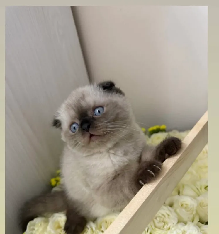 Кот на вязку Скоттиш фолд бесплатно  ( коштиришга) — фото 3