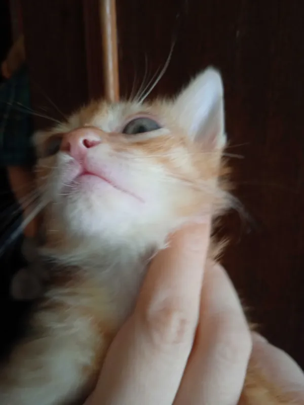 Рыжий котёнок, мальчик, 3 месяца. 6 Рыжий котёнок, мальчик, 3 месяца. 6