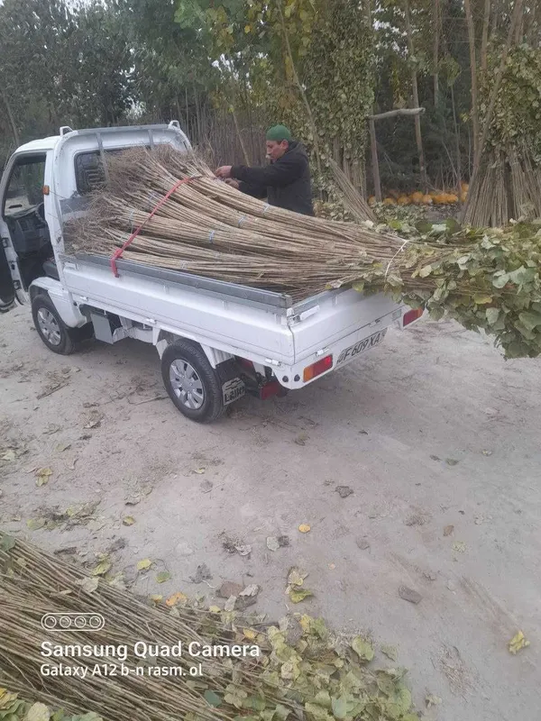 Кучат Тераг,Тут,Кайрагоч.