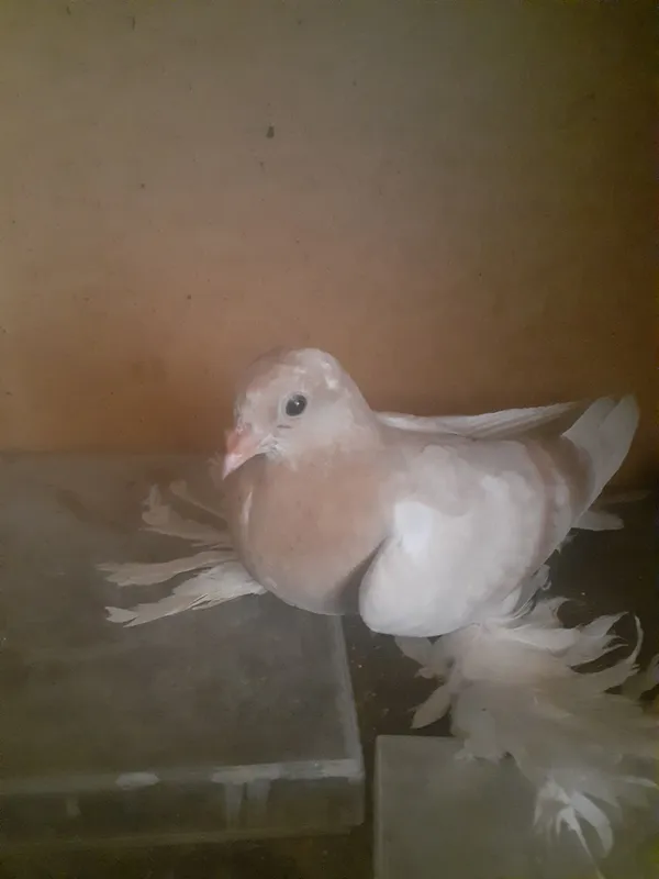kabutar 2 kabutar 2