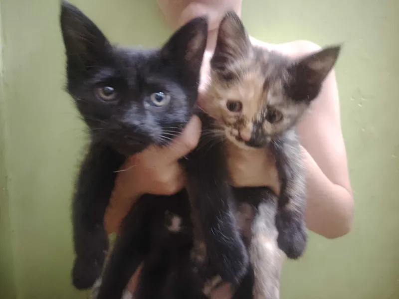 Бесплатно котята 2 Бесплатно котята 2