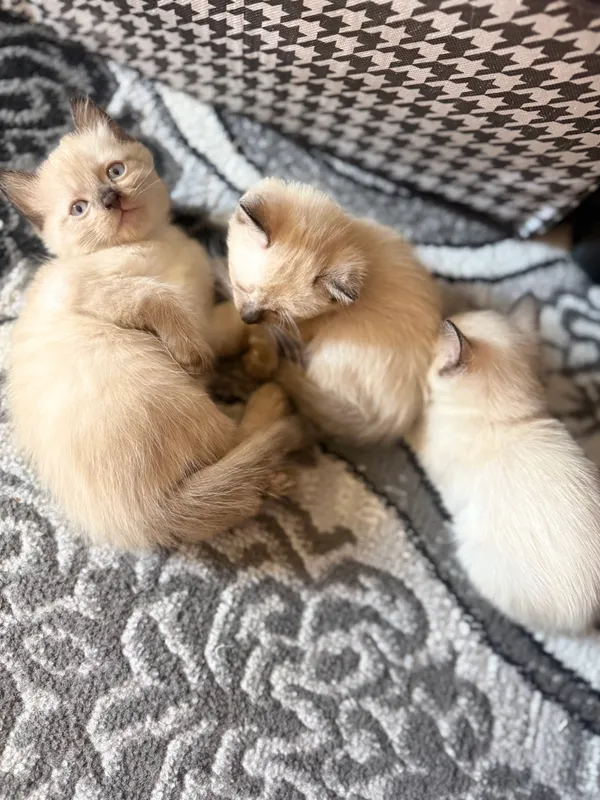 Сиямская кошка 5