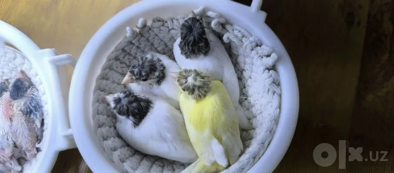 Канарейки певчие 3 Канарейки певчие 3