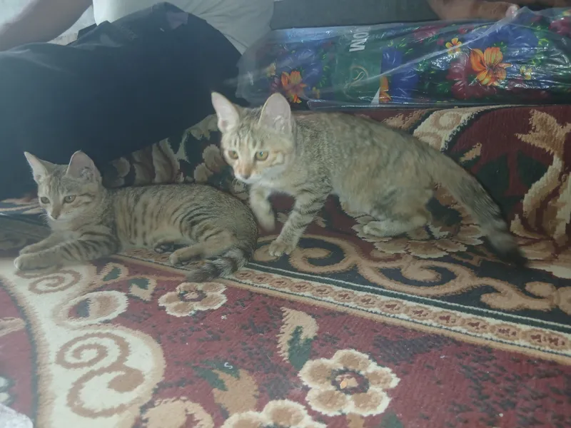 Котята 4-месячные. Отдаются в хорошие семьи. 7 Котята 4-месячные. Отдаются в хорошие семьи. 7