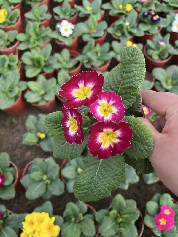 Примула primula mavsumiy gullar — фото 4