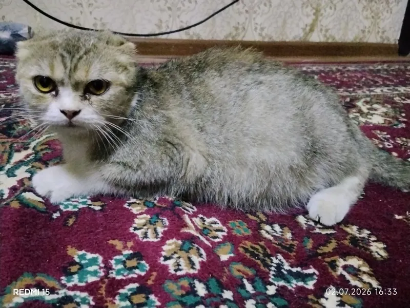Mushuk chiroyli uyda boqilgan bolasi bor Mushuk chiroyli uyda boqilgan bolasi bor