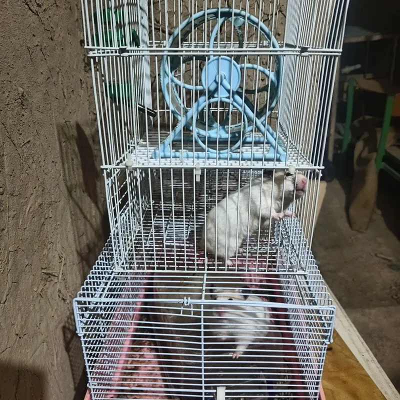 Hamster lar sotiladi 2 dona — фото 3