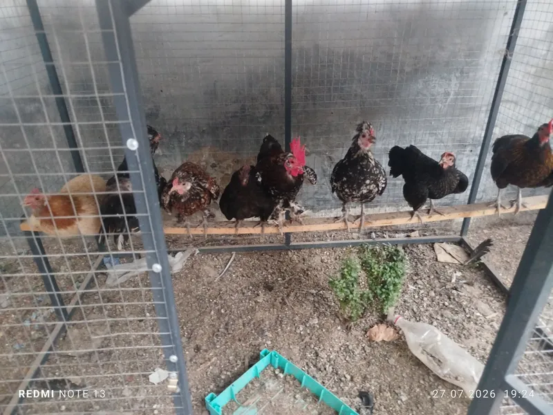 Yapon tovuq sotiladi Yapon tovuq sotiladi