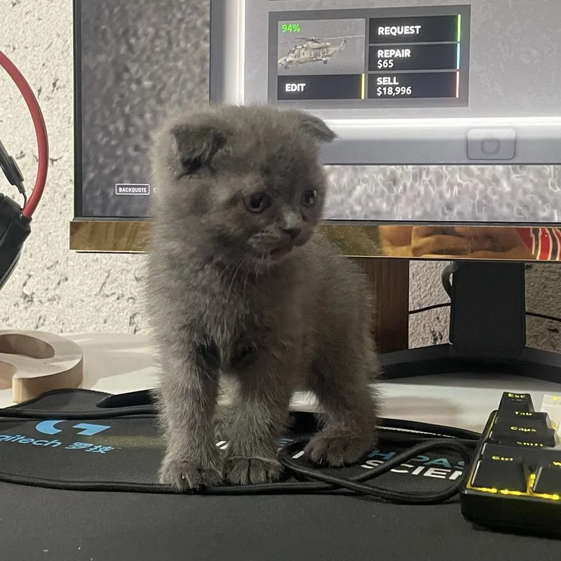 Котёнок Scottish Fold (вислоухий) ищет новый дом 2 Котёнок Scottish Fold (вислоухий) ищет новый дом 2