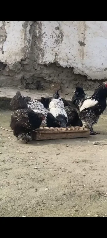 Брама Точкали тухумлар ва жожа — фото 2