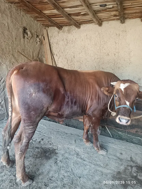 Boqishga tayyor buqa sotiladi narxi 38 mln 1 Boqishga tayyor buqa sotiladi narxi 38 mln 1