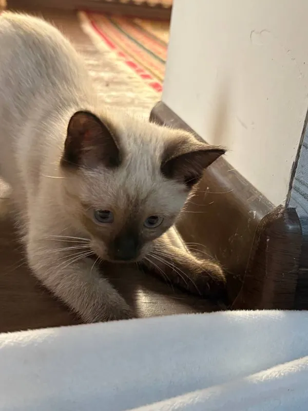 Сиямский котенок продаю