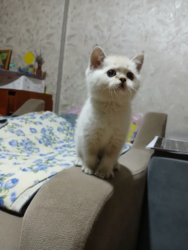 продаю котят шиншил — фото 1