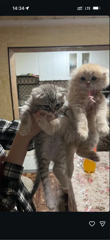 Продаются шотланские котята скотиш фолд 1 Продаются шотланские котята скотиш фолд 1
