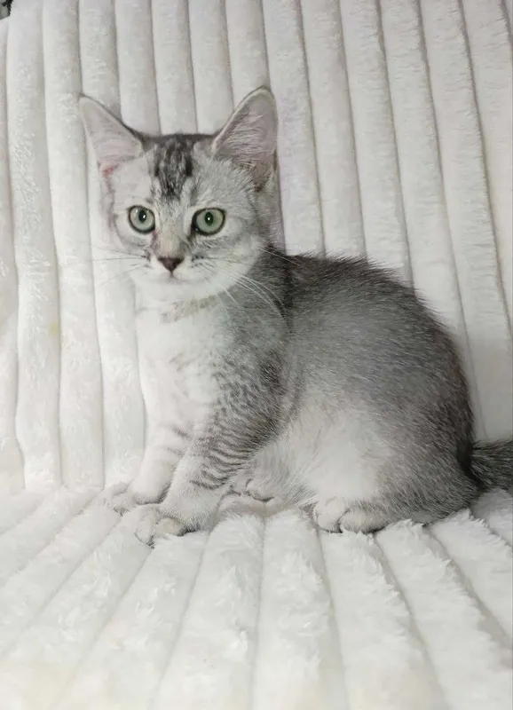 Продается котенок серебристая шиншилла, девочка.Срочно! 1 Продается котенок серебристая шиншилла, девочка.Срочно! 1