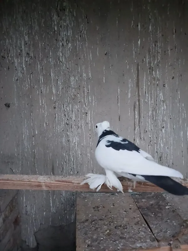 Kabutar Haka Parcha tig‘ 3