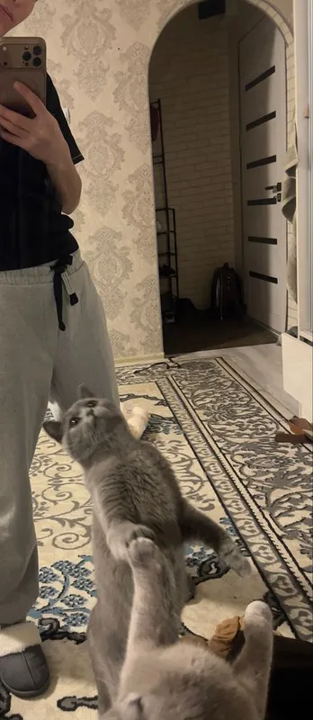 Jinsi ? Erkak kopytrgani ayol kerak yoshi 9 oylik narxini kelshamiz