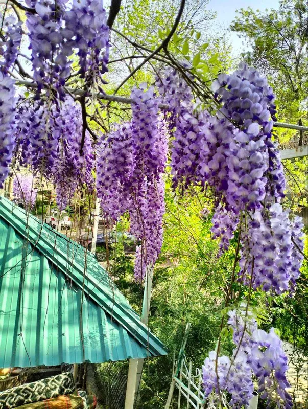Глициния ягоды годжи продам — фото 1