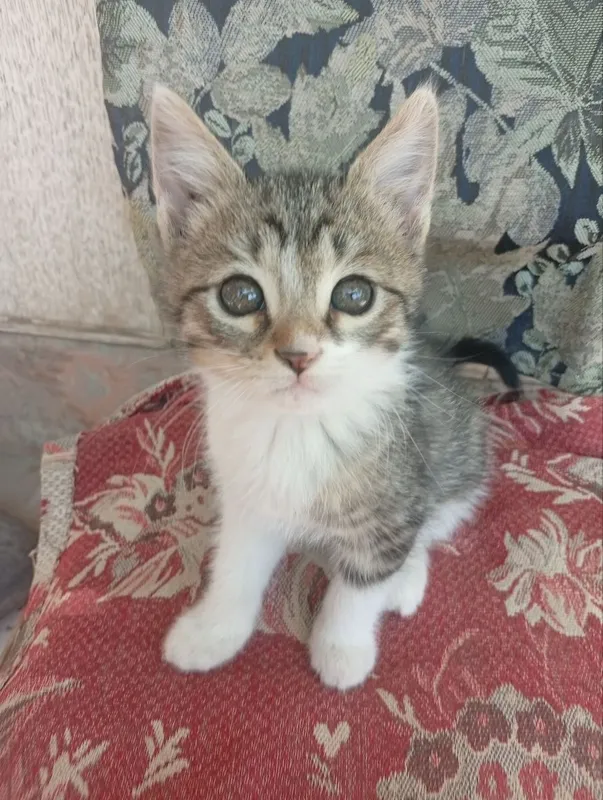 Котята в хорошие руки — фото 4