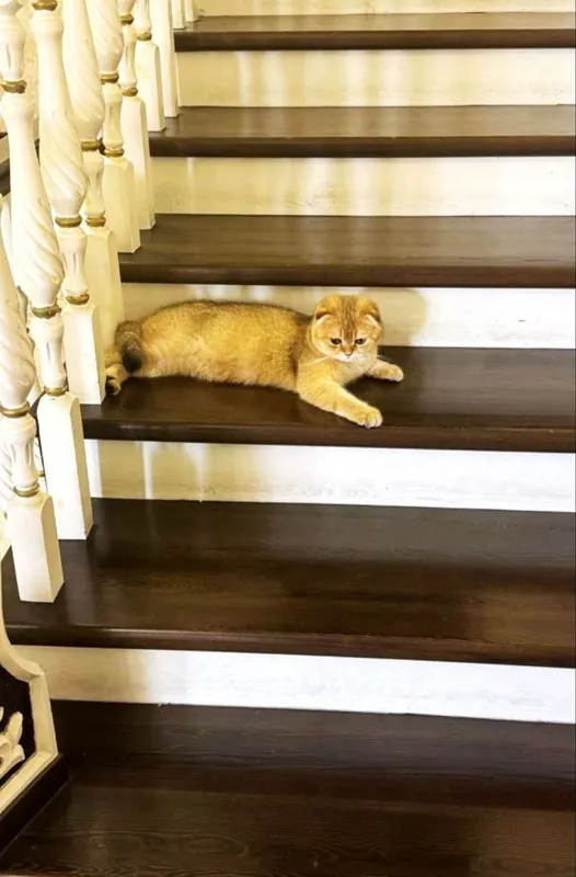 Вязка Золотая шиншилла Scottish fold — фото 2