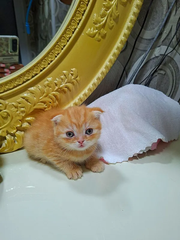Котята кошки шотландский котёнок шотландская скоттиш фолд девочки — фото 1 Котята кошки шотландский котёнок шотландская скоттиш фолд девочки — фото 1