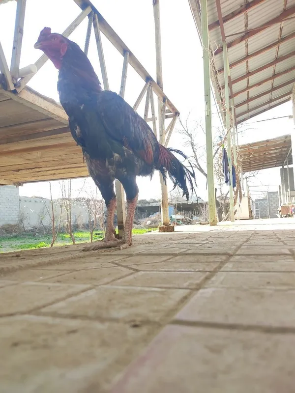 Kulangi xo'roz 13
