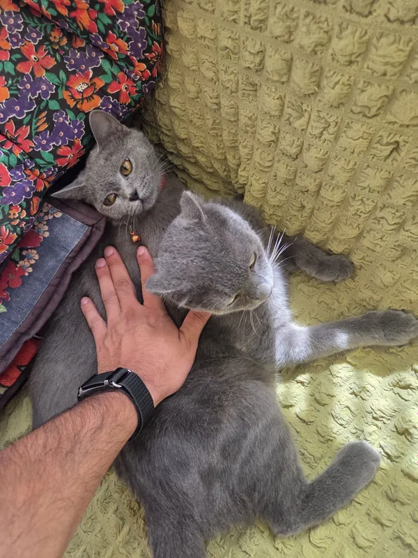 Britanisky mushuklar ogil qiz 3 Britanisky mushuklar ogil qiz 3