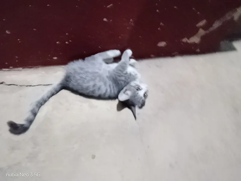 Mushuk bolasi tekinga 3 Mushuk bolasi tekinga 3