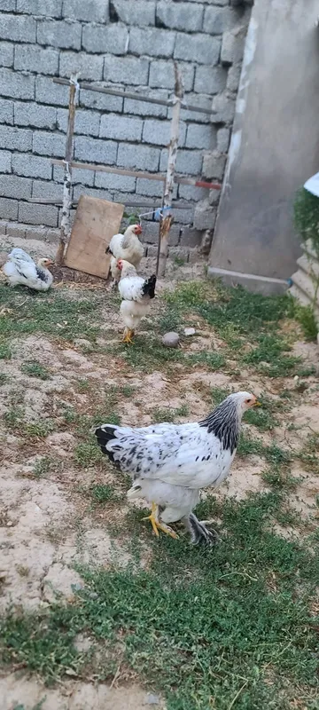 Tovuq xorozlar sotiladi 3
