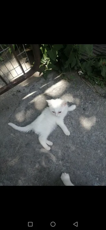 Продаются котята скотиш-фолд девочки . Белые.