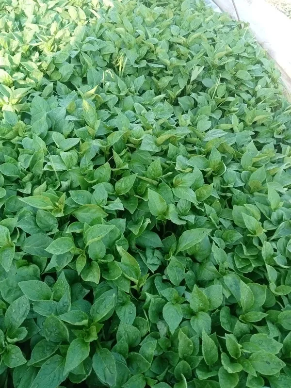 Super lastichka balgar koʻchatlari