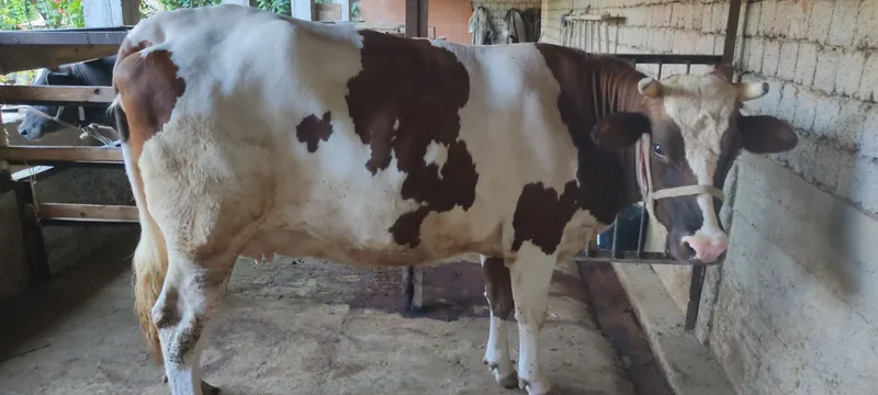 Mol sotiladi.bòģoz 4 Mol sotiladi.bòģoz 4