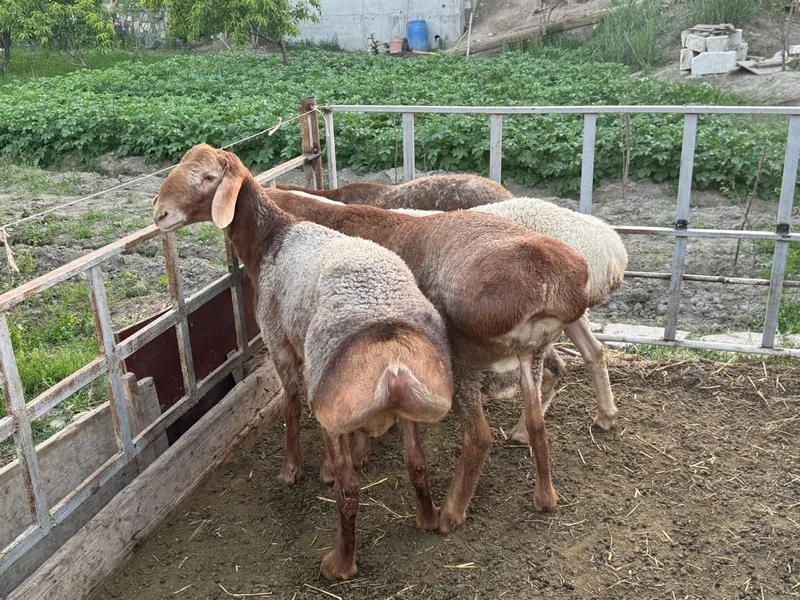Кучкор Qo'chqor