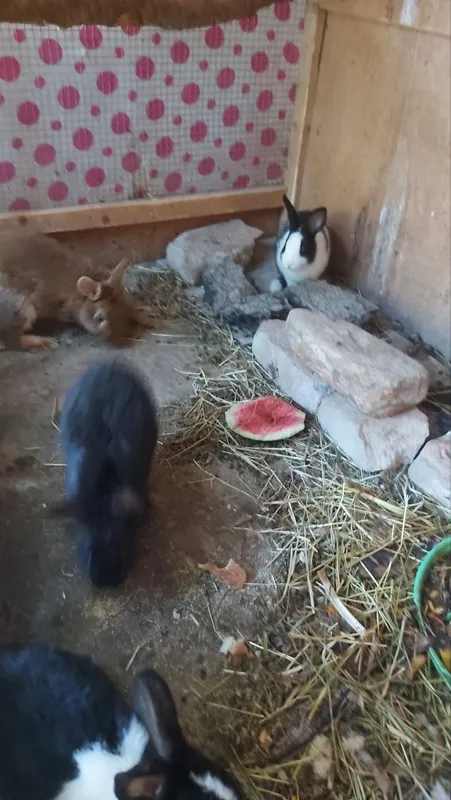 Quyonla sotladi xamasi 3 Katta 3 maydasi 4 Quyonla sotladi xamasi 3 Katta 3 maydasi 4