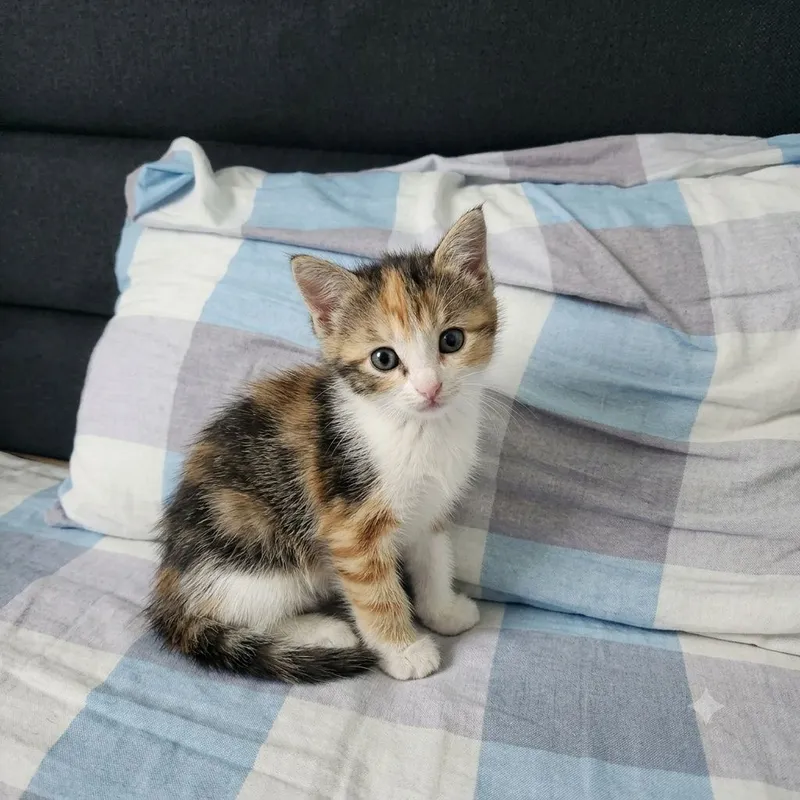 Отдам 2 котёнка в хорошие руки 1