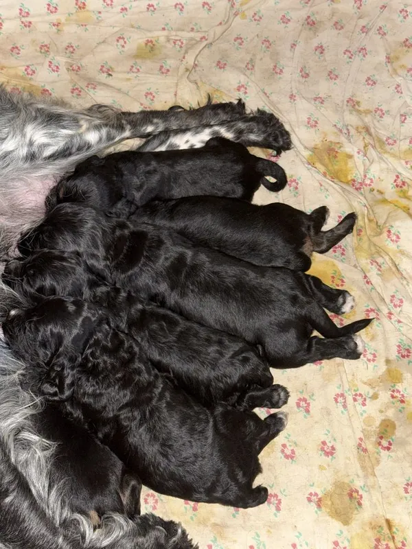 Продаются щенята спаниэль остались трое. Spaniel itlari sotiladi 3qoli 4