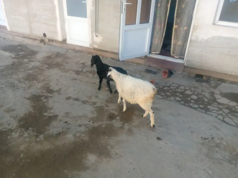 Egiz. Barralar sotiladi 4