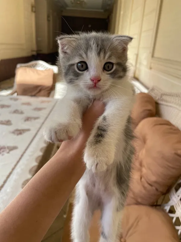 Котята Котята