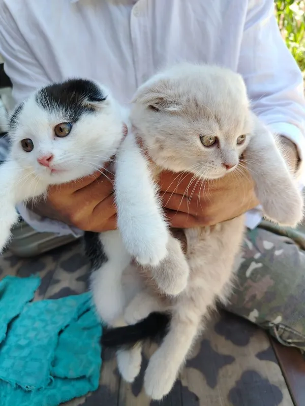 Котёнки скоттч-фолд — фото 1